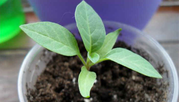 Как размножать комнатные растения из семян