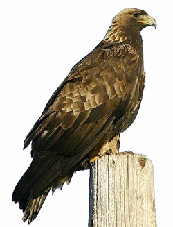 Беркут (Aquila chrysaetos)