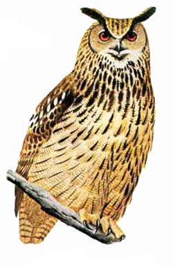 Филин (Bubo bubo)