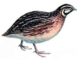 Перепел (Coturnix coturnix)