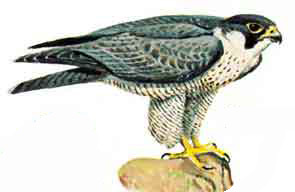 Сапсан (Falco peregrinus)