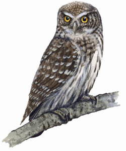 Воробьиный сыч (Glaucidium passerinum)