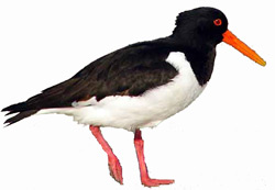 Кулик-сорока (Haematopus ostralegus longipes)