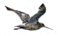 Большой веретенник (Limosa limosa)