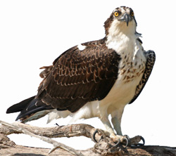 Скопа (Pandion haliaetus)