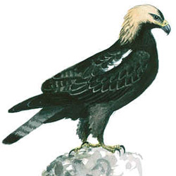 Могильник (Aquila heliaca)