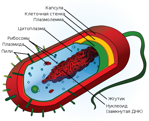 Рис.1. Строение типичной клетки прокариот