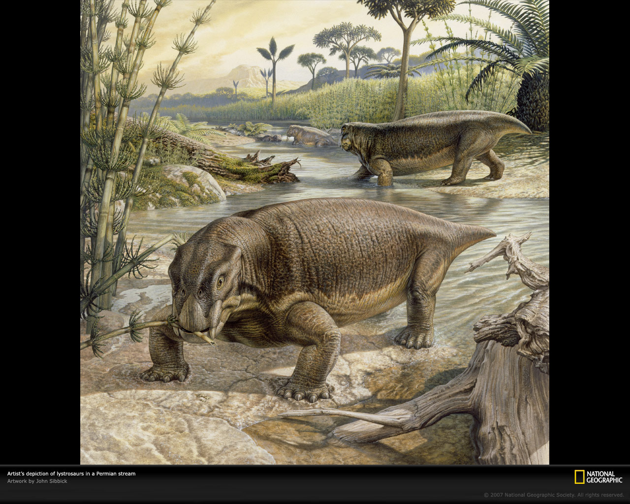 Представитель дицинодонтов - Листрозавр (Lystrosaurus)
