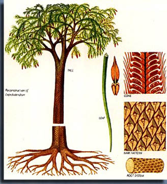 Одним из доминирующих деревьев карбона был лепидодендрон.