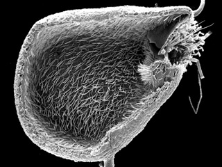 Представители рода Utricularia – водные растения, которые можно встретить везде кроме Антарктиды. На снимке: ловчий пузырёк (фото Carmen Weisskopf) 