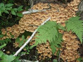 Опята осенние (Armillaria ostoyae)