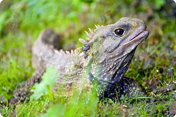 Гаттерия, или туатара (лат. Sphenodon punctatus) 