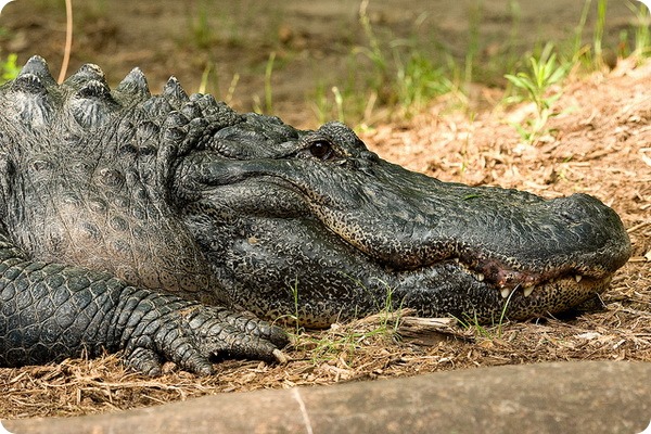 Крокодил (лат. Crocodilia) 