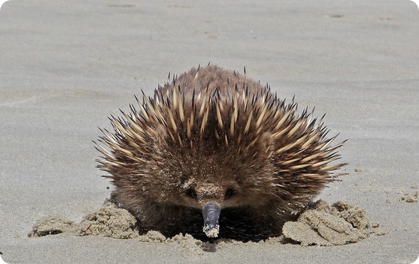 Австралийская ехидна (лат. Tachyglossus aculeatus) 