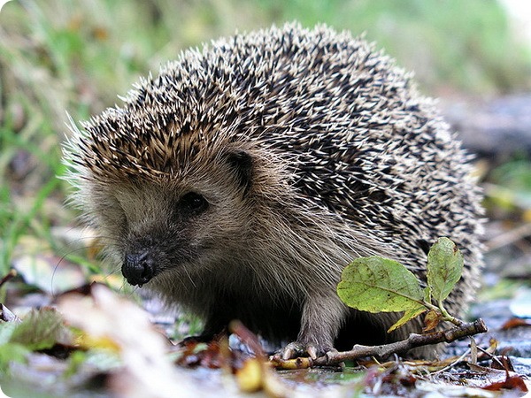 Обыкновенный или европейский еж (лат. Erinaceus europaeus)