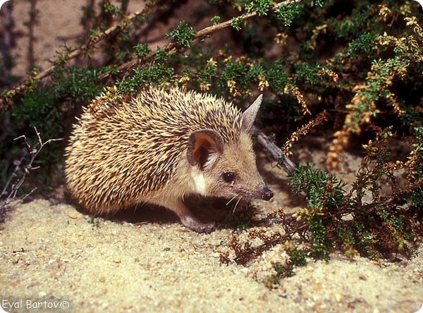 Ушастый или пустынный еж (лат. Hemiechinus auritus)