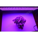 LED grow панель "Поллукс" для выращивания рассады, цветов, комнатных растений, гарантийное обслуживание - 1 год