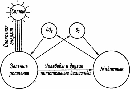 роль растений и животных в природе