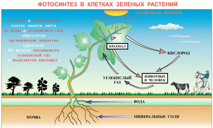 фотосинтез в клетках растений