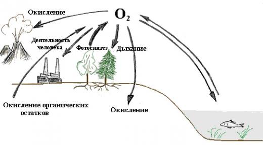 круговорот кислорода в природе