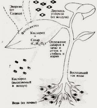 схема впитывания и испарения воды растением