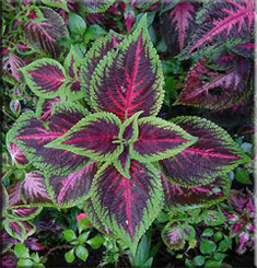 Колеус Блюма (Coleus blumei)