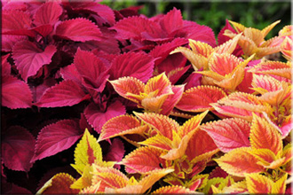 Колеус гибридный (Coleus hybridus)