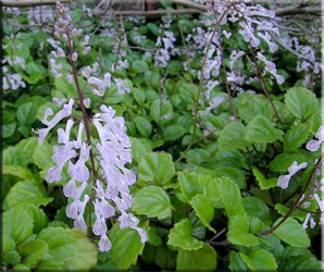 Coleus parviflorus