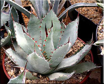 Агава паррасская (Agave parrasana Berger)