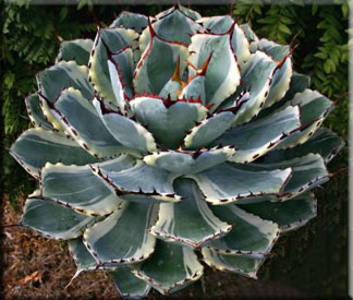 Агава потаторум (Agave potatorum Zucc)