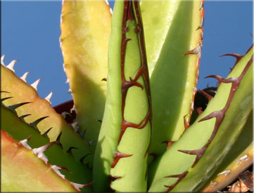 Агава страшная (Agave horrida Lem)