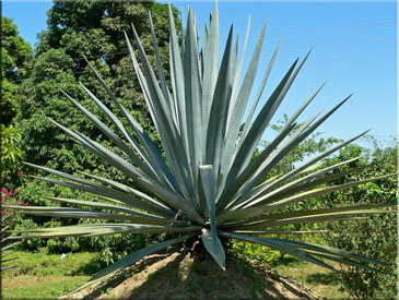 Агава голубая, или текильная (лат. Agave tequilana, исп. Agave azul)