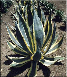 Агава американская желтоотороченная (Agave americana L. var. aurea-marginata Trel.)