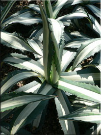 Агава американская разноцветно-украшенная (Agave americana var. mediopicta Trel.)