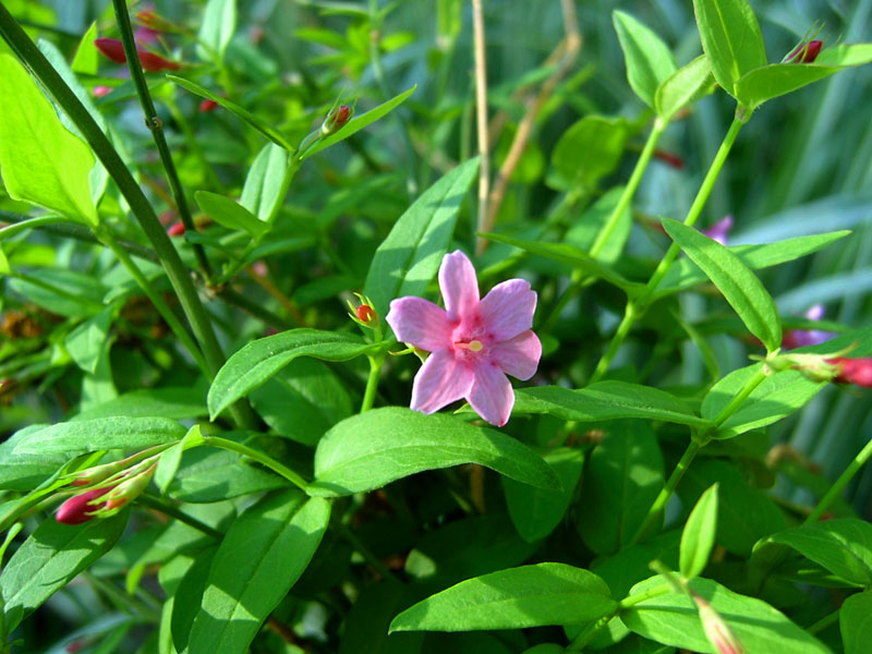 Жасмин Биса (Jasminum beesianum Forrest & Diels)