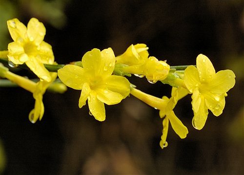Жасмин голоцветковый (Jasminum nudiflorum Lindl.)