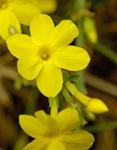 Жасмин голоцветковый (Jasminum nudiflorum Lindl.)