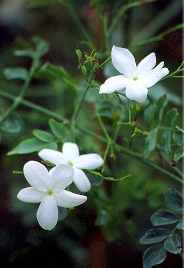 Жасмин лекарственный (Jasminum officinale L.)