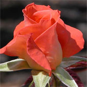 роза Клотильда Супер фото, разновидности роз, уход за розой