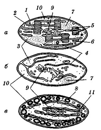 xloroplastu