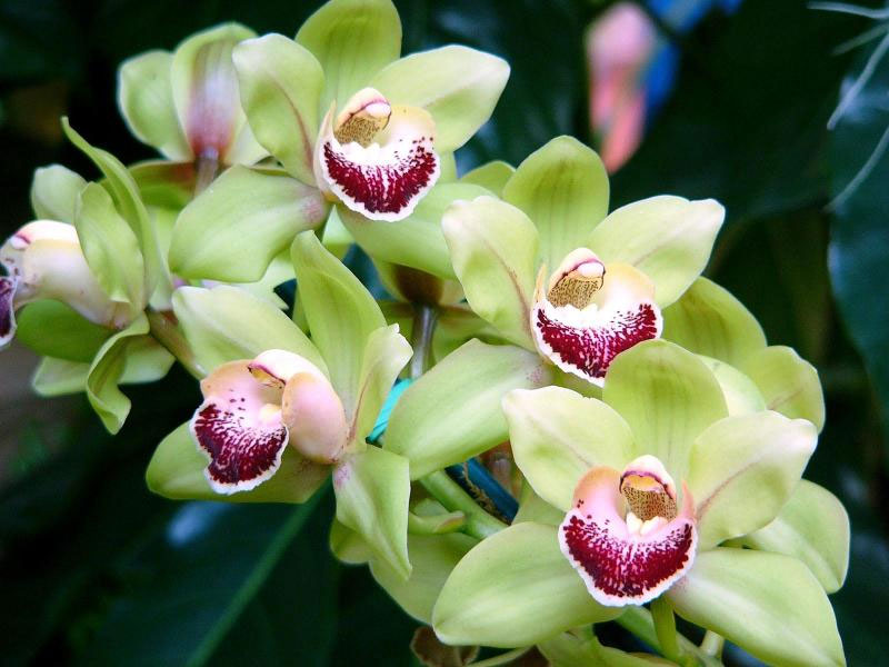 Орхидеи - выращивание уход размножение