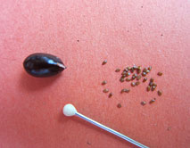 Семена большие и маленькие - пион тонколистный и колокольчик персиколистный