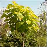 Catalpa bignonioides “ Aurea” (катальпа бигнониевидная золотистая), Зона 6b.