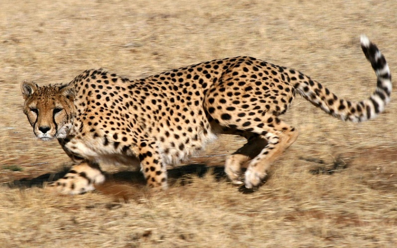 gepard