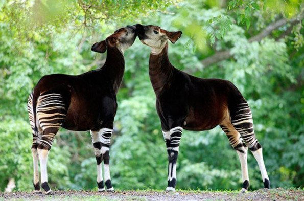 okapi