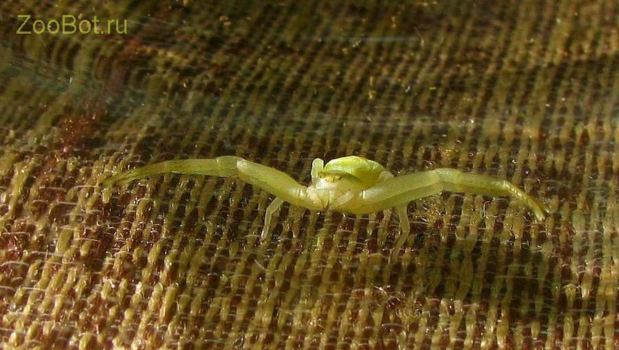 Цветочный желтый паук (Misumena vatia)