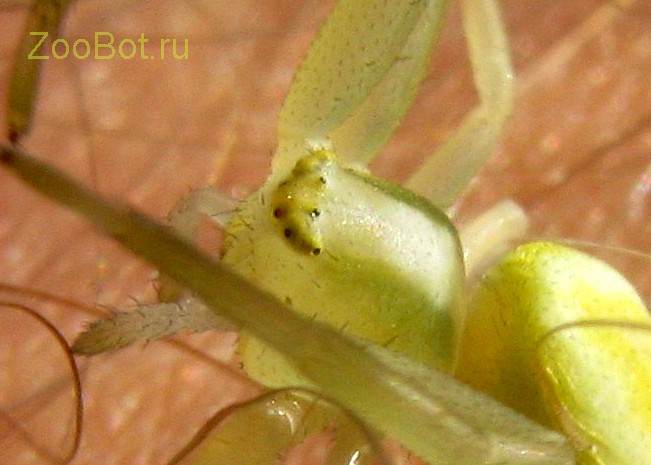 Цветочный желтый паук (Misumena vatia)