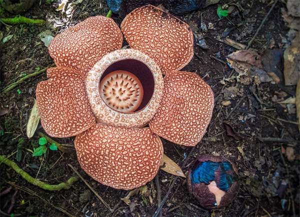 Раффлезия Арнольда (Rafflesia arnoldii)