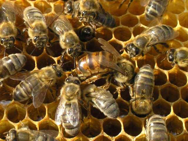 Что любят пчелы и чем питаются: фото и видео о кормлении пчелиных семей