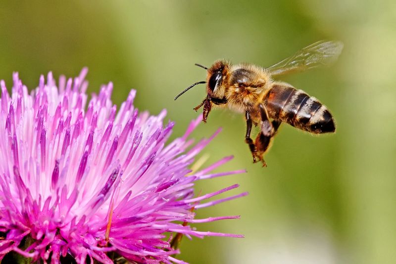 Пчелы-опылители и их роль в природе